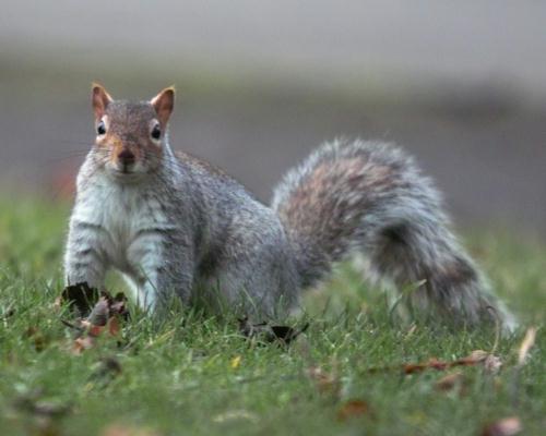 A Headingley squirrel looks curious